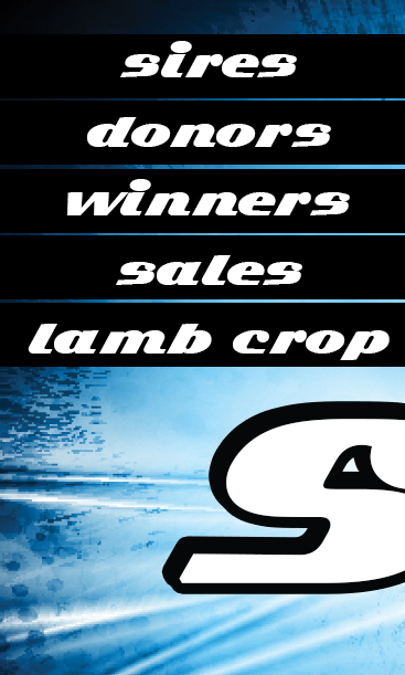 Sark Club Lambs